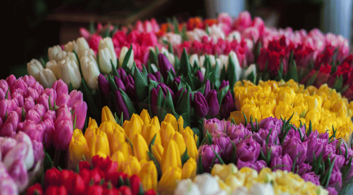 Поздравляем наших милых дам с весенним праздником 8 марта! Felicitare cu 8 martie