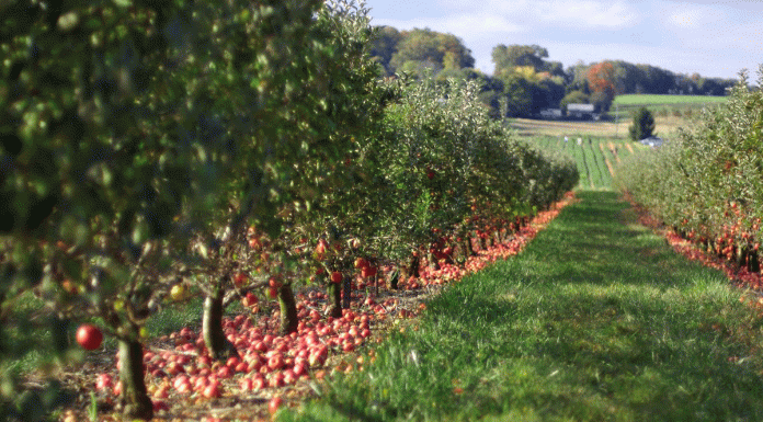 A fost publicată Legea ce reglementează exercitarea unor activităţi necalificate cu caracter ocazional desfăşurate de zilieri