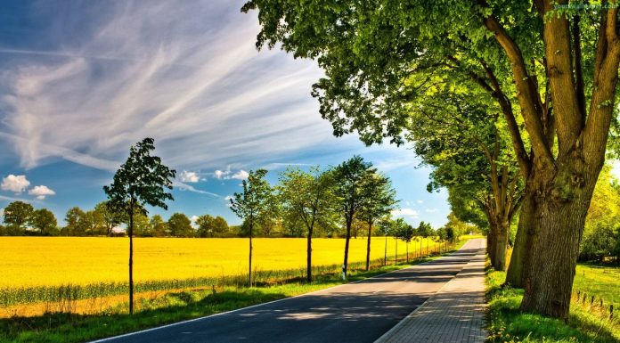 «Зеленстрой» обязан оплатить ущерб, причиненный упавшим деревом