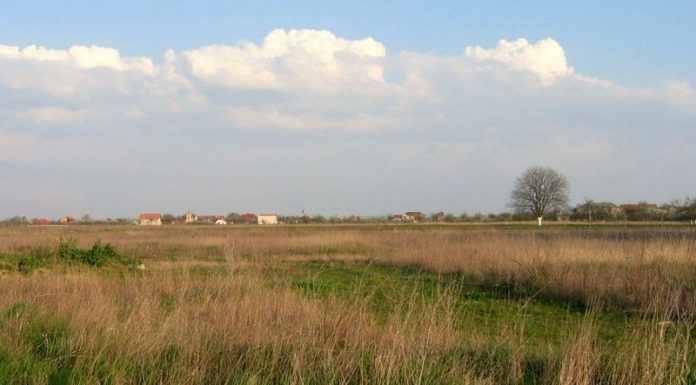 1500 леев за «сорняк» на участке