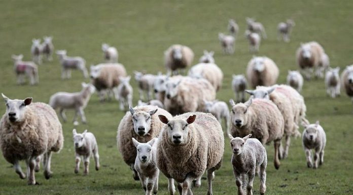 Спор о стаде овец довел односельчан до Высшей судебной палаты